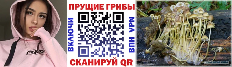 Галлюциногенные грибы GOLDEN TEACHER  где купить наркоту  Саранск 